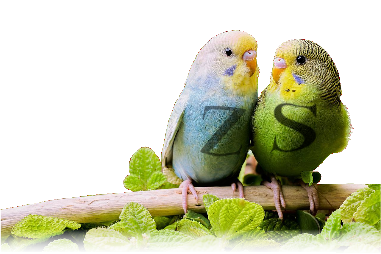 A picture of a pair of budgies